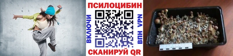купить наркотики цена  Харабали  Галлюциногенные грибы Psilocybe 